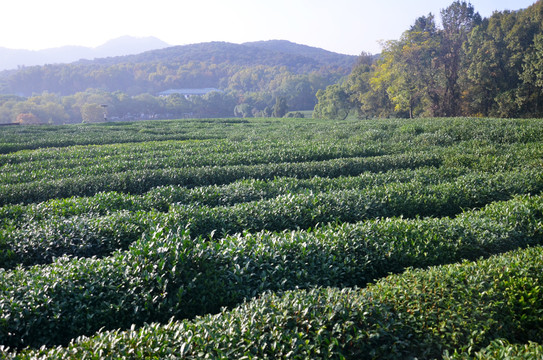 茶叶种植基地