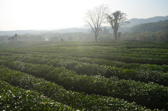 茶叶种植基地
