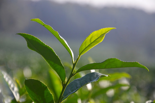 阳光茶叶