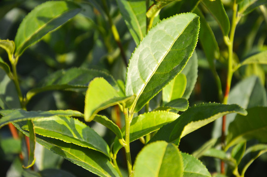 阳光茶叶