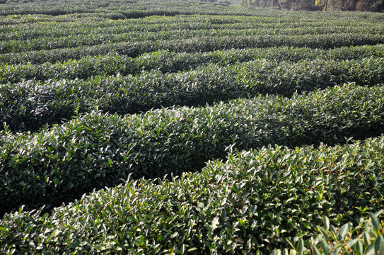 茶叶种植基地