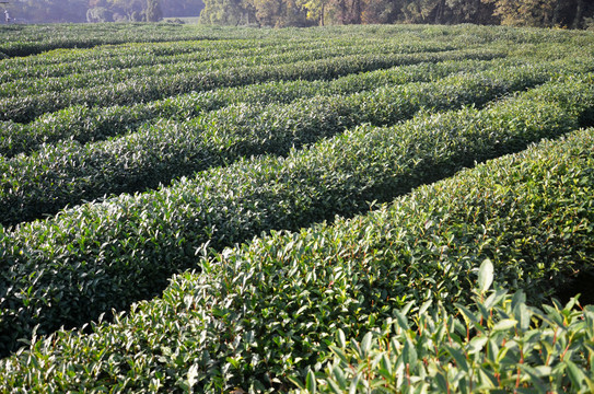 茶叶种植基地