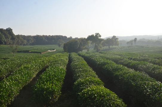 茅家埠茶园