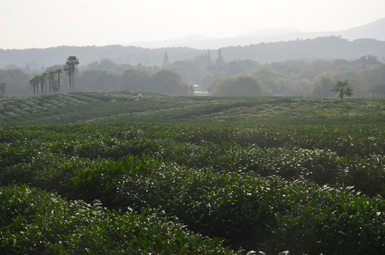 杭州茅家埠茶园