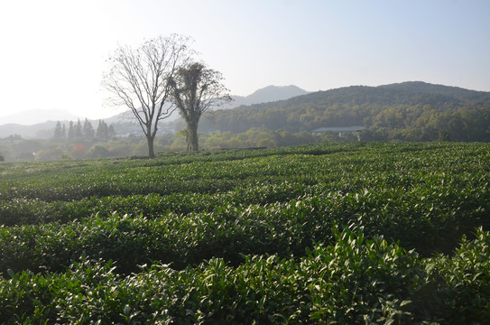 杭州茅家埠茶园