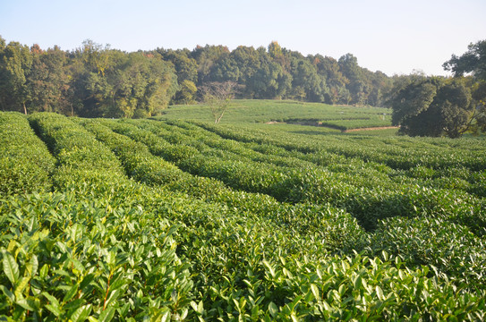 茶叶种植基地