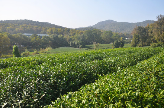 西湖龙井茶园