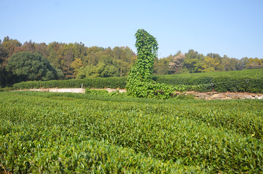 西湖龙井茶园