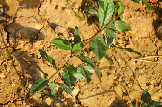 種茶樹