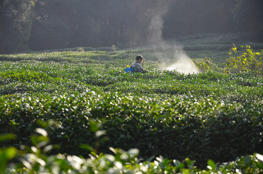 茶园喷洒农药