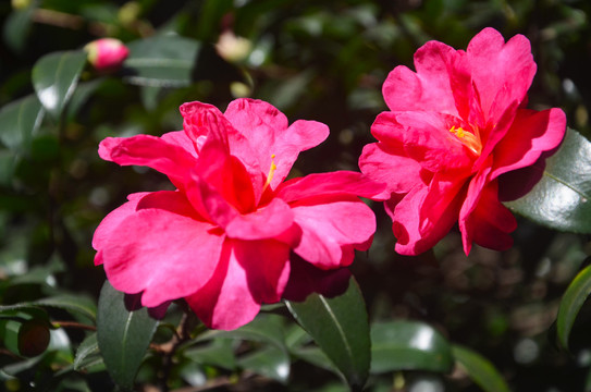 红色山茶花