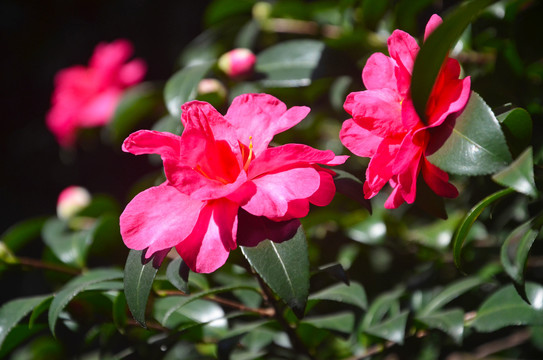 红色山茶花