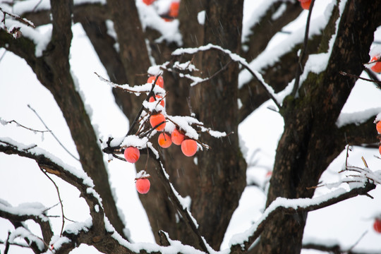 下雪天的柿子树
