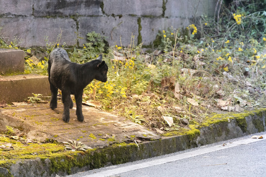 黑山羊