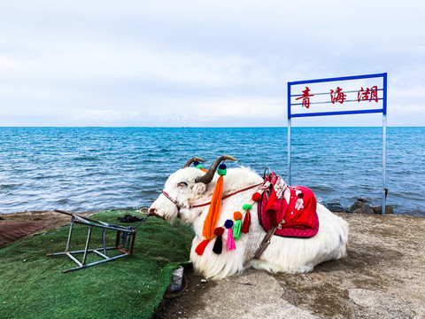 青海湖耗牛