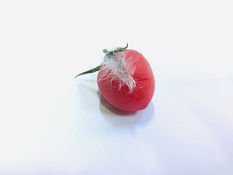发霉腐烂的小番茄