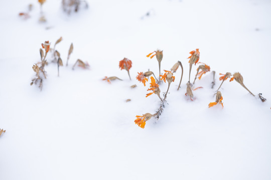 雪中的黄色花朵