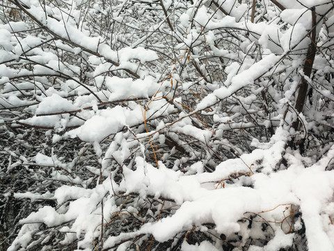 树枝压雪