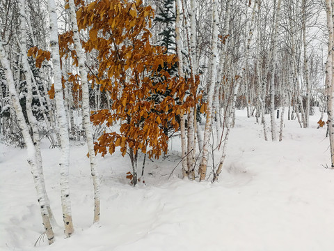 雪地雪原白桦林