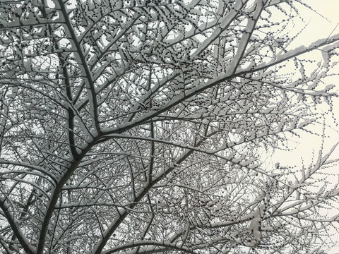 冬天树木积雪树挂