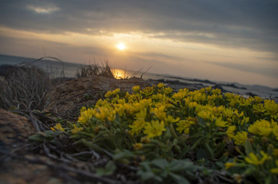 夕阳菊