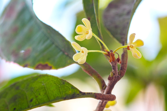 桂花