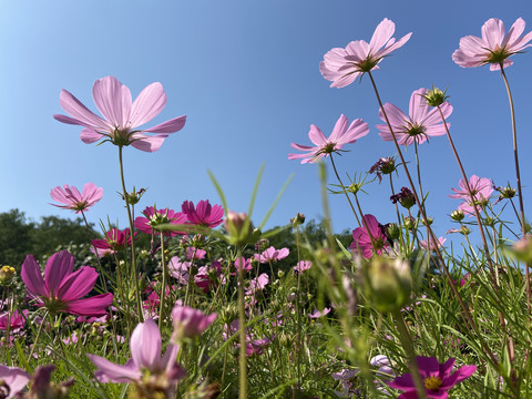 仰望格桑花