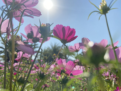 仰望格桑花