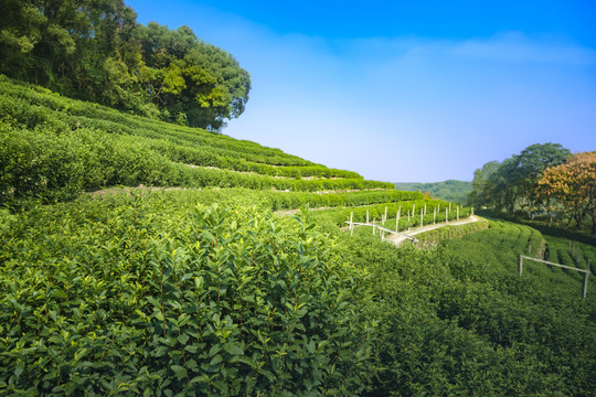 杭州双峰龙井茶园