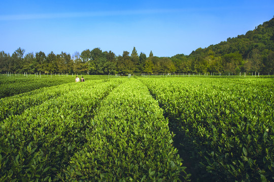 杭州双峰龙井茶园