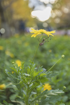 蜘蛛与黄色菊花