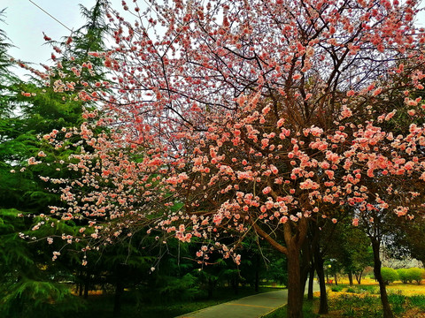 满树花开