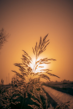 唯美芦花