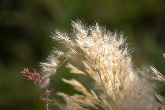 唯美芦花