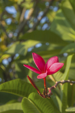 一朵红色鸡蛋花