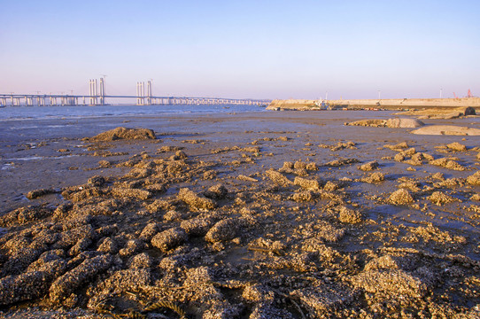 泉州湾海滩湿地