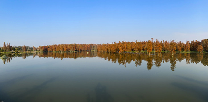 上海青西郊野公园水上森林全景