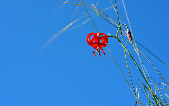 山丹花