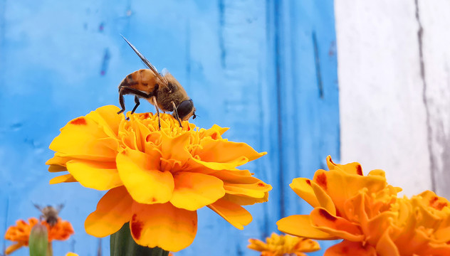 万寿菊上采蜜的蜜蜂