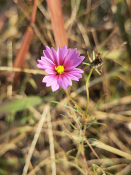 格桑花