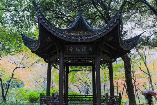 杭州植物园秋色