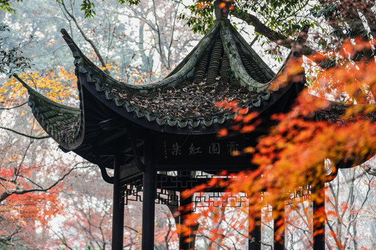 杭州植物园秋色