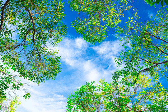 仰拍树枝树叶天空