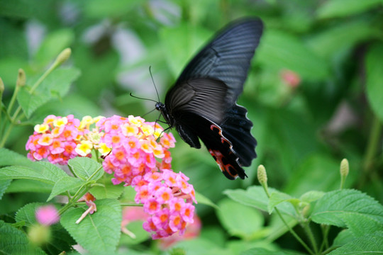 蝶恋花