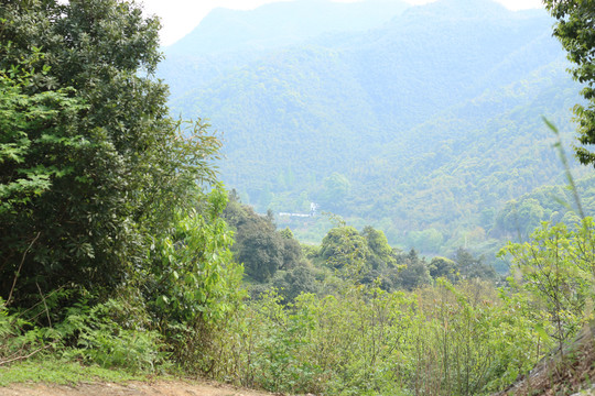 春光里的山野