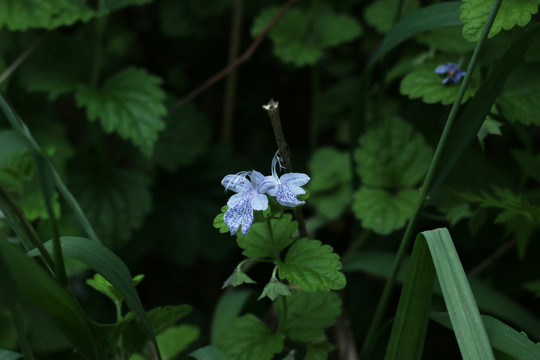 单花莸