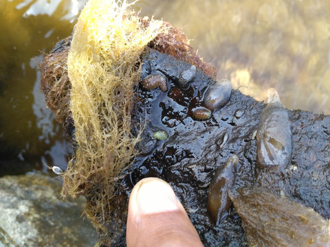 海参苗海产养殖辽参