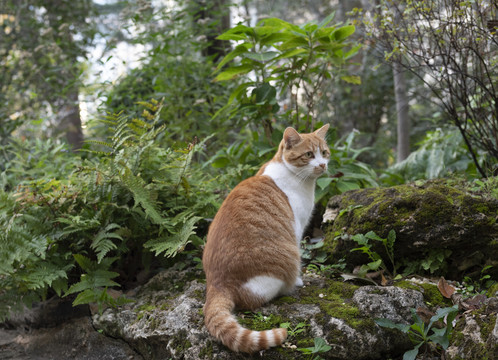 户外可爱橘猫