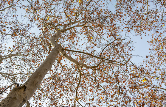 天空下的法桐树