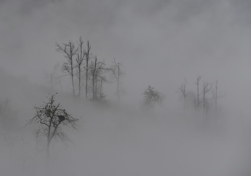 雾中山林